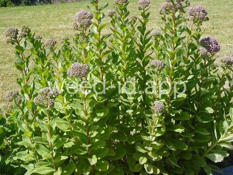 stonecrop, live-forever